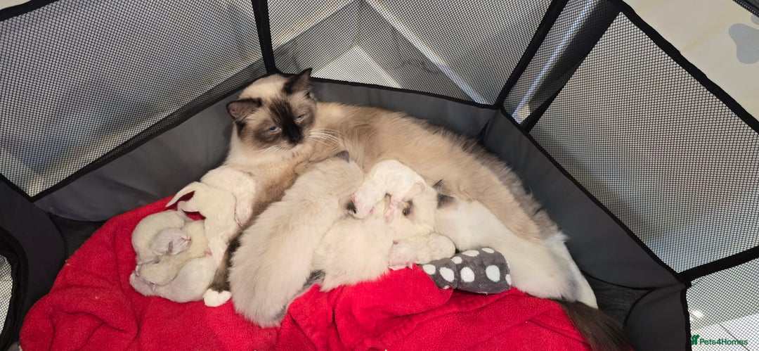 Ragdoll cats for sale: PEDIGREE GCCF REG CHAMPION LINE RAGDOLL KITTENS - Image 2