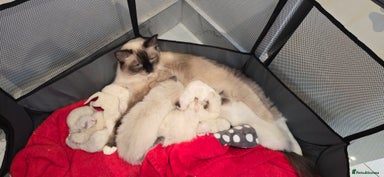 Ragdoll cats - Advert 11