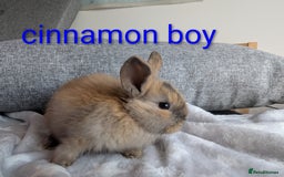 Mini Lop rabbits for sale: Mini lop baby rabbits  - Image 5