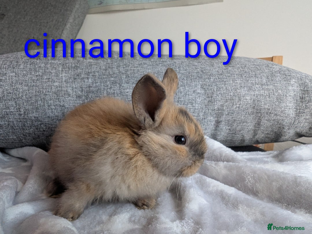 Mini Lop rabbits for sale: Mini lop baby rabbits  - Image 5