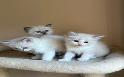 Ragdoll cats for sale: 5 beautiful GCCF Ragdoll kittens - Image 4