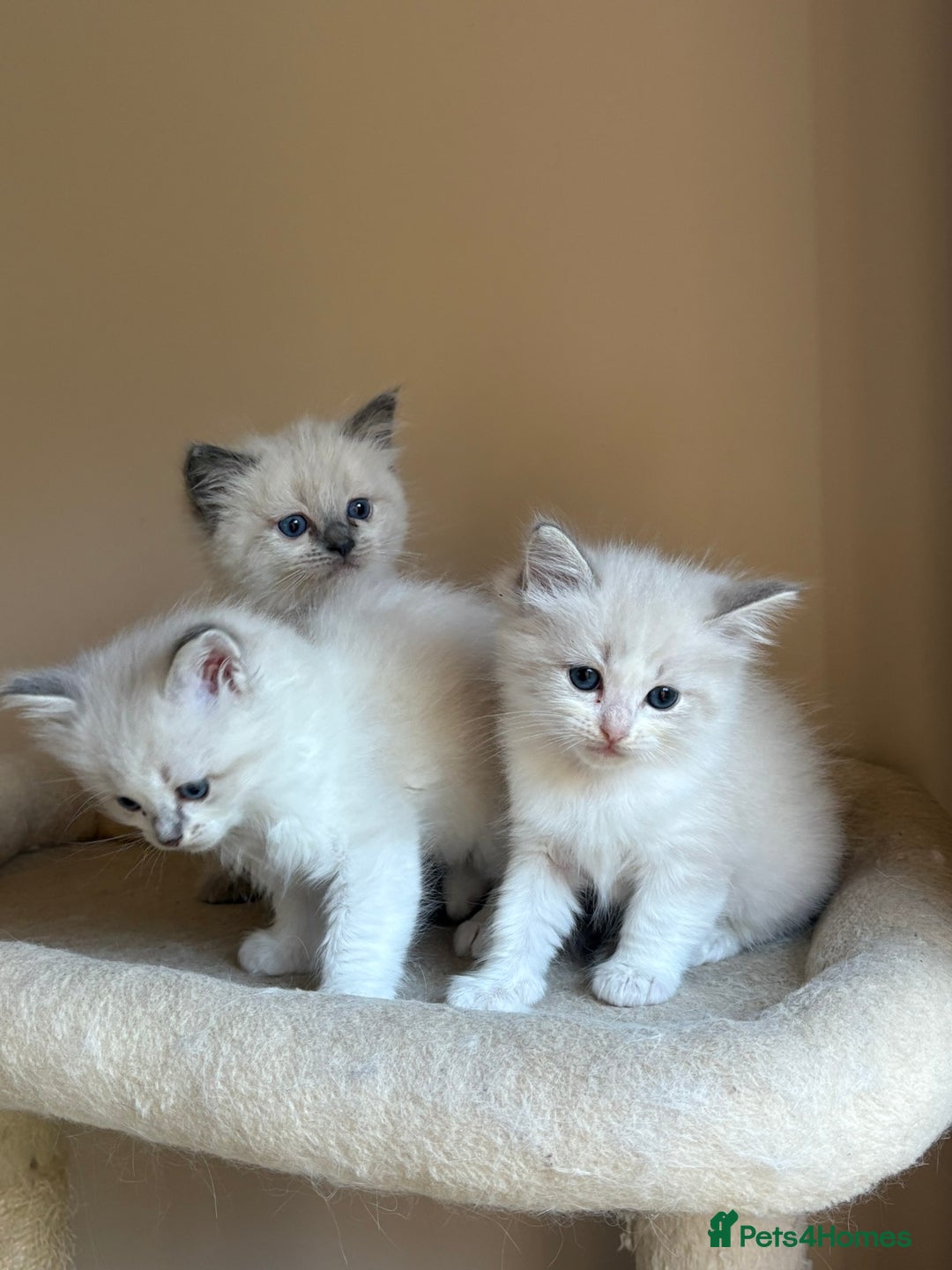 Ragdoll cats for sale: 5 beautiful GCCF Ragdoll kittens - Image 4