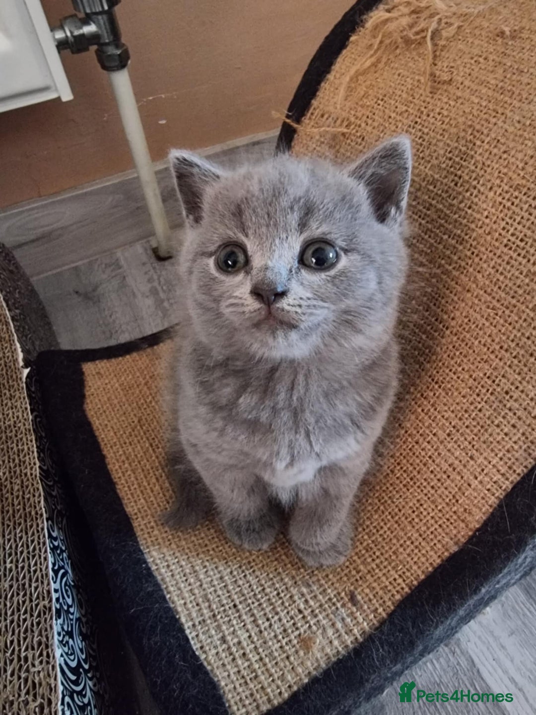 Scottish Fold cats for sale:  One Scottish fold another Scottish straight  - Image 7