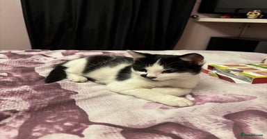 Mixed Breed cats Kittens MaineCoon Cross 1 boy left ready today 😻 - Advert 6