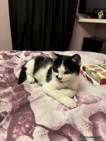 Mixed Breed cats Kittens MaineCoon Cross 1 boy left ready today 😻 - Advert 6