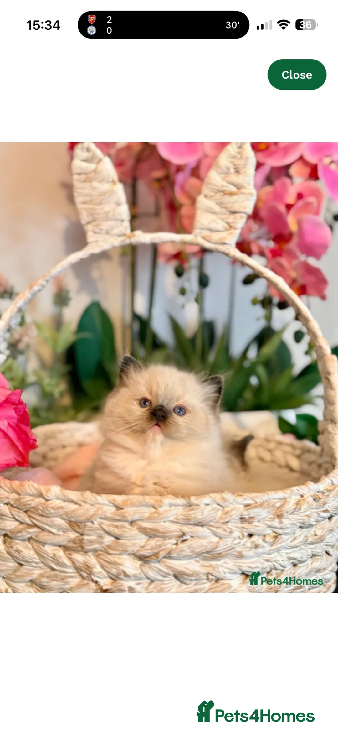 Ragdoll cats for sale: ✨️🏆 🧸🤎ReadyNow Eu ChampLine Tica Reg Ragdolls  - Advert 2