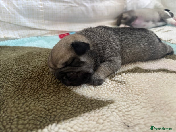 Pug dogs - Advert 3