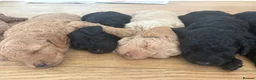 Labradoodle dogs for sale: Miniature labradoodle x toy poodle  - Advert 1