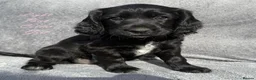 Cocker Spaniel dogs for sale: Gorgeous KC reg Cocker Spaniel pups (working type) - Advert 5