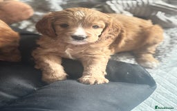 Cavapoo dogs for sale: King Charles Cavalier x Cavapoo - Image 4