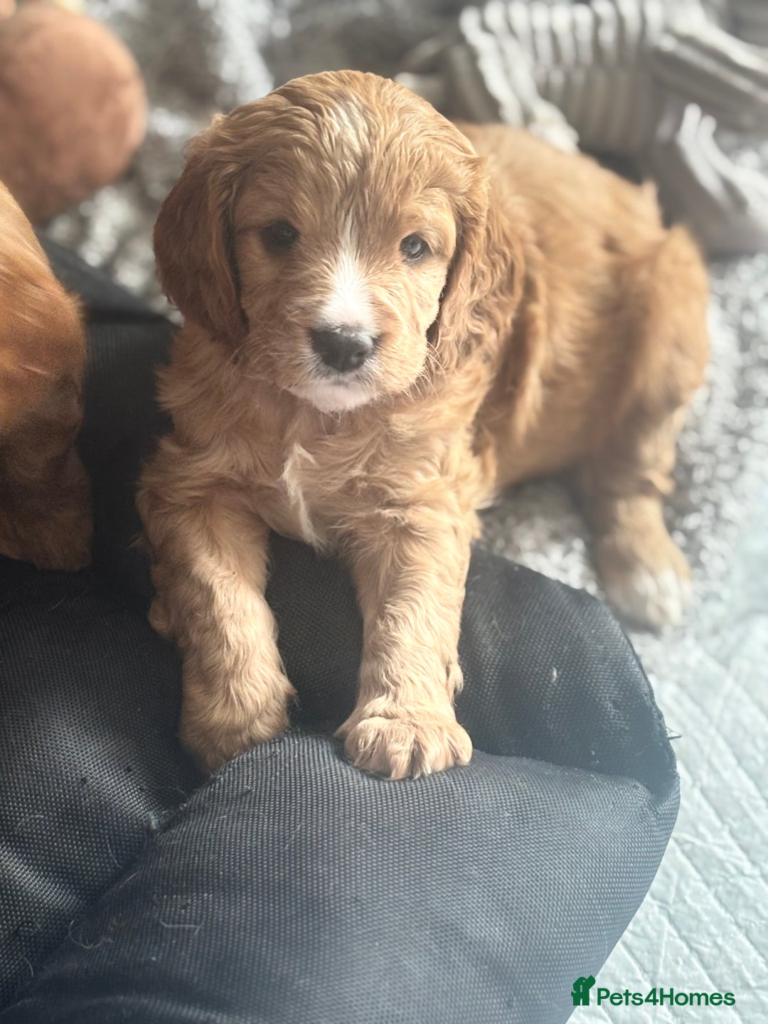 Cavapoo dogs for sale: King Charles Cavalier x Cavapoo - Image 4