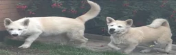Alaskan Malamute dogs for sale: 2 females and 2 males left - Advert 30