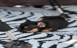 French Bulldog dogs for sale: Beautiful frenchie pups in Leeds - Image 6