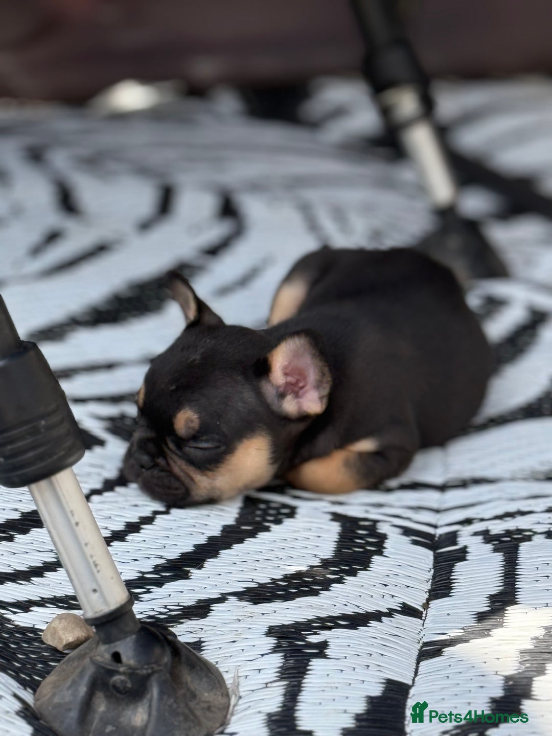 French Bulldog dogs for sale: Beautiful frenchie pups in Leeds - Image 6
