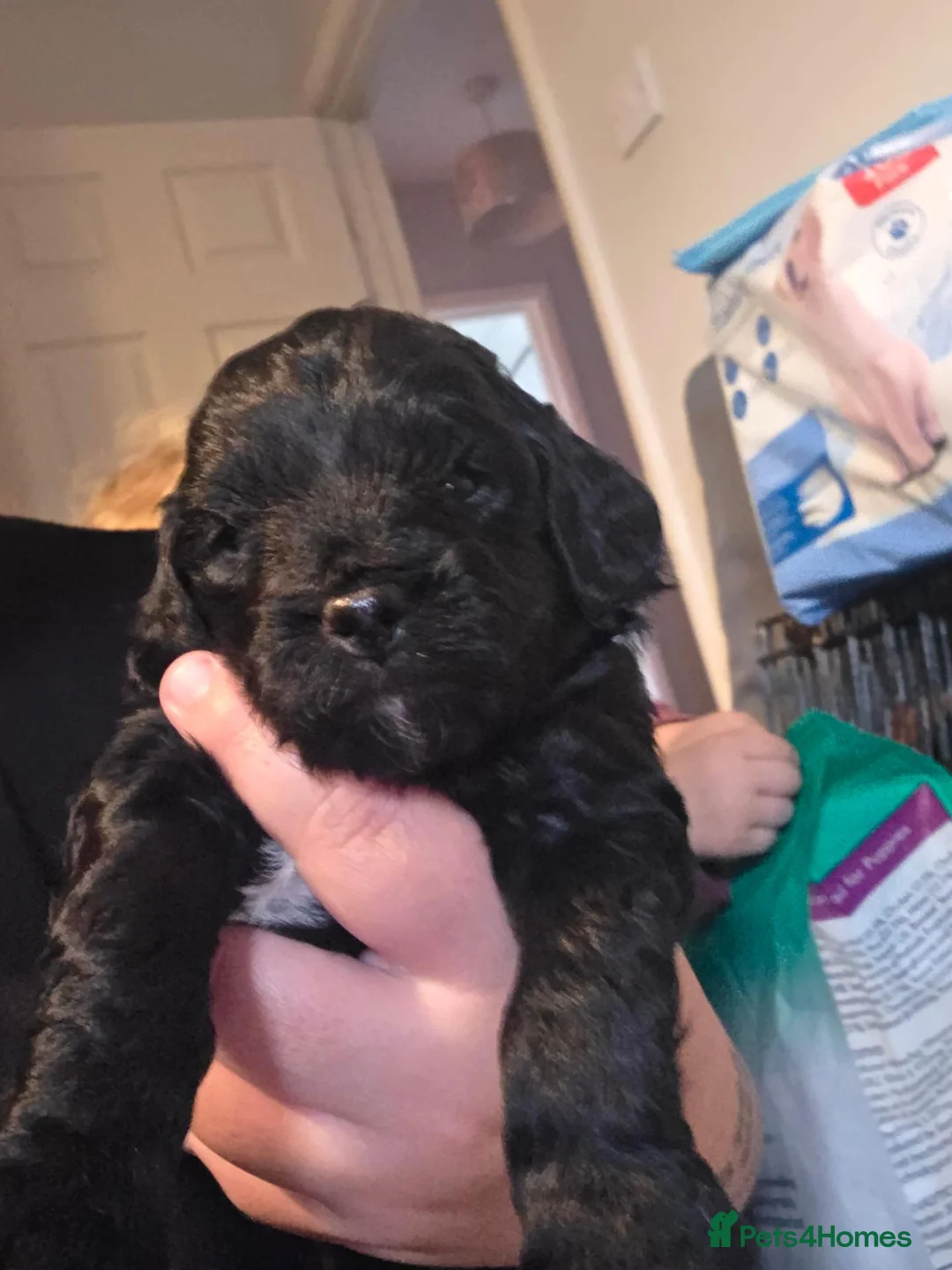 Cockapoo dogs for sale: 3 beautiful f1b cockapoo puppies  - Advert 11