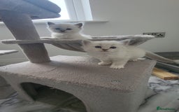 Ragdoll cats for sale: HCM/PKD clear ragdoll boys - Image 4