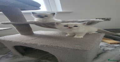 Ragdoll cats - Advert 11