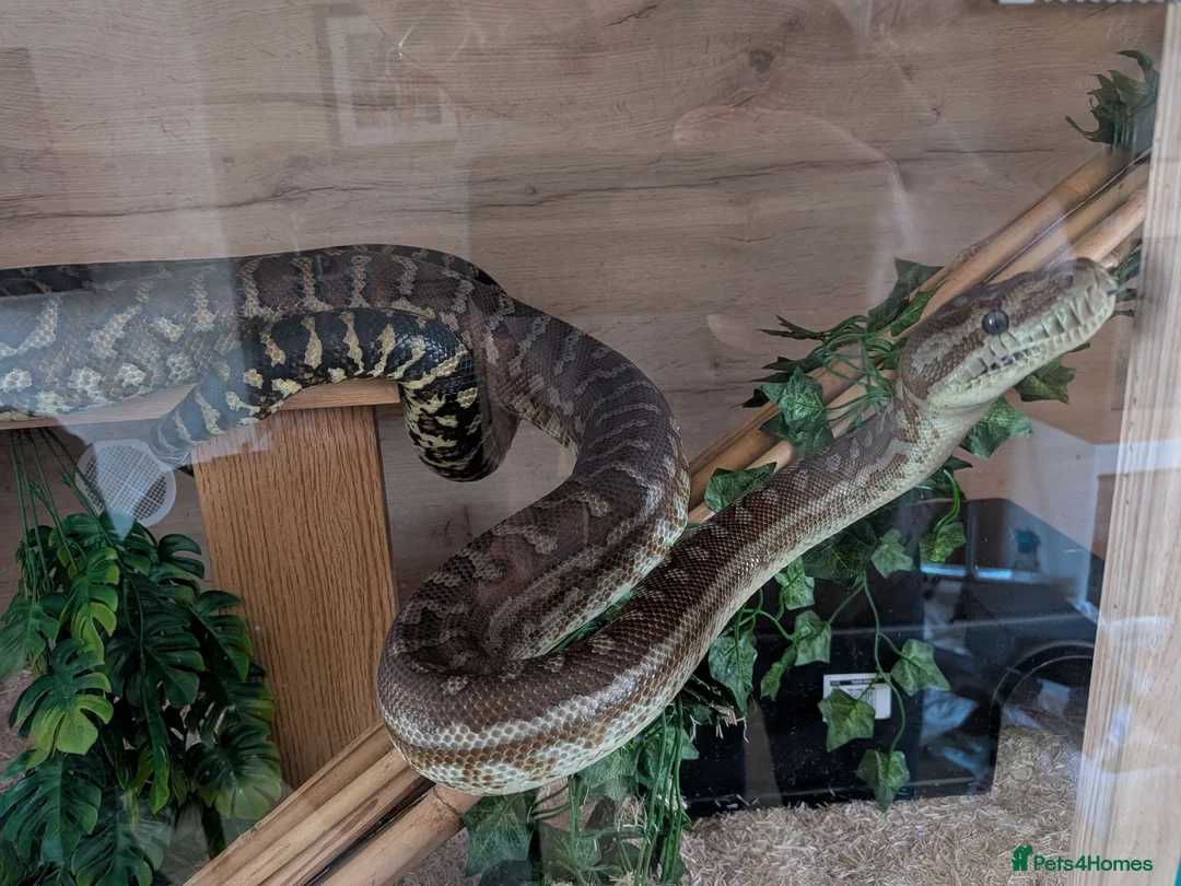 Python Snake reptiles for sale: Breeding pair of Bredli's Pythons, CB 2019 in Bridlington - Advert 2