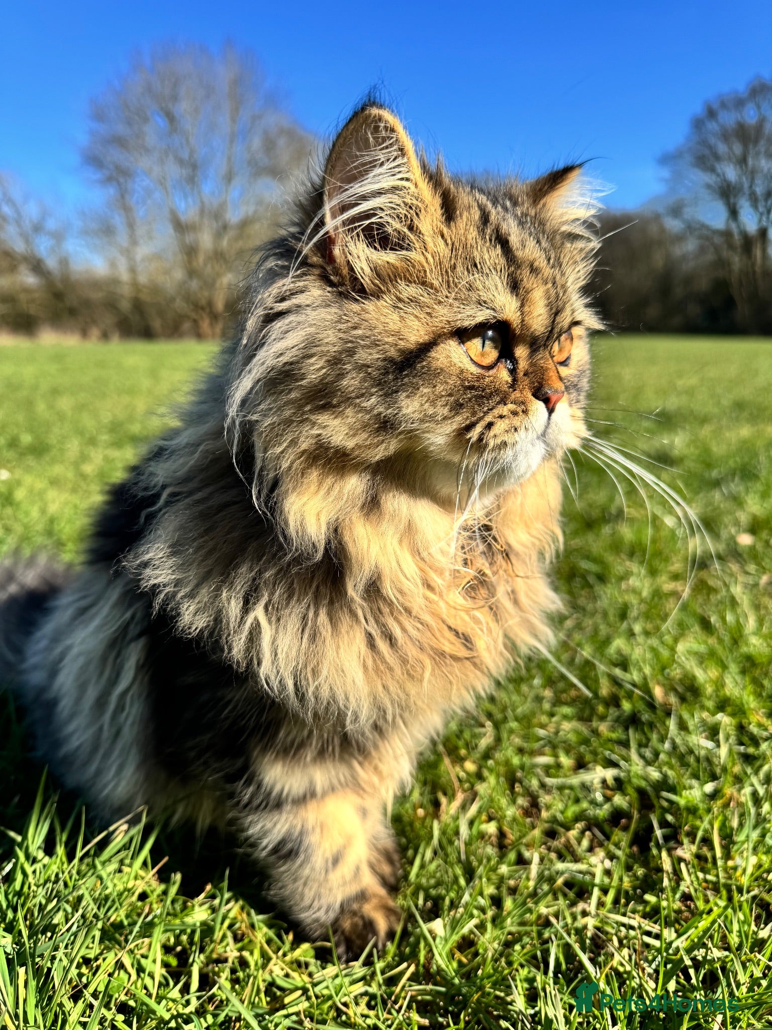 Persian cats Proven Persian Stud Cat  - Advert 17