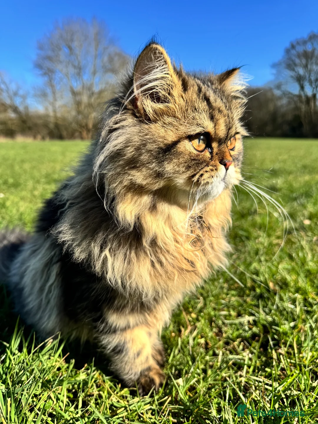Persian cats for stud: Proven Persian Stud Cat  - Advert 1
