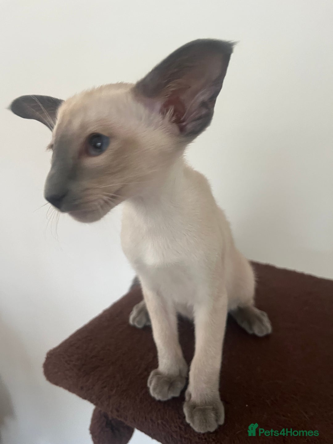 Siamese cats for sale: Gorgeous New Style Siamese Kittens - Image 19