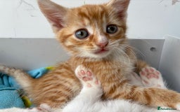 Domestic Shorthair cats for sale: Kittens looking for forever home.  - Image 24