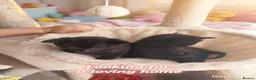 Mixed Breed cats for sale: Kittens looking for home ginger black white black - Advert 8