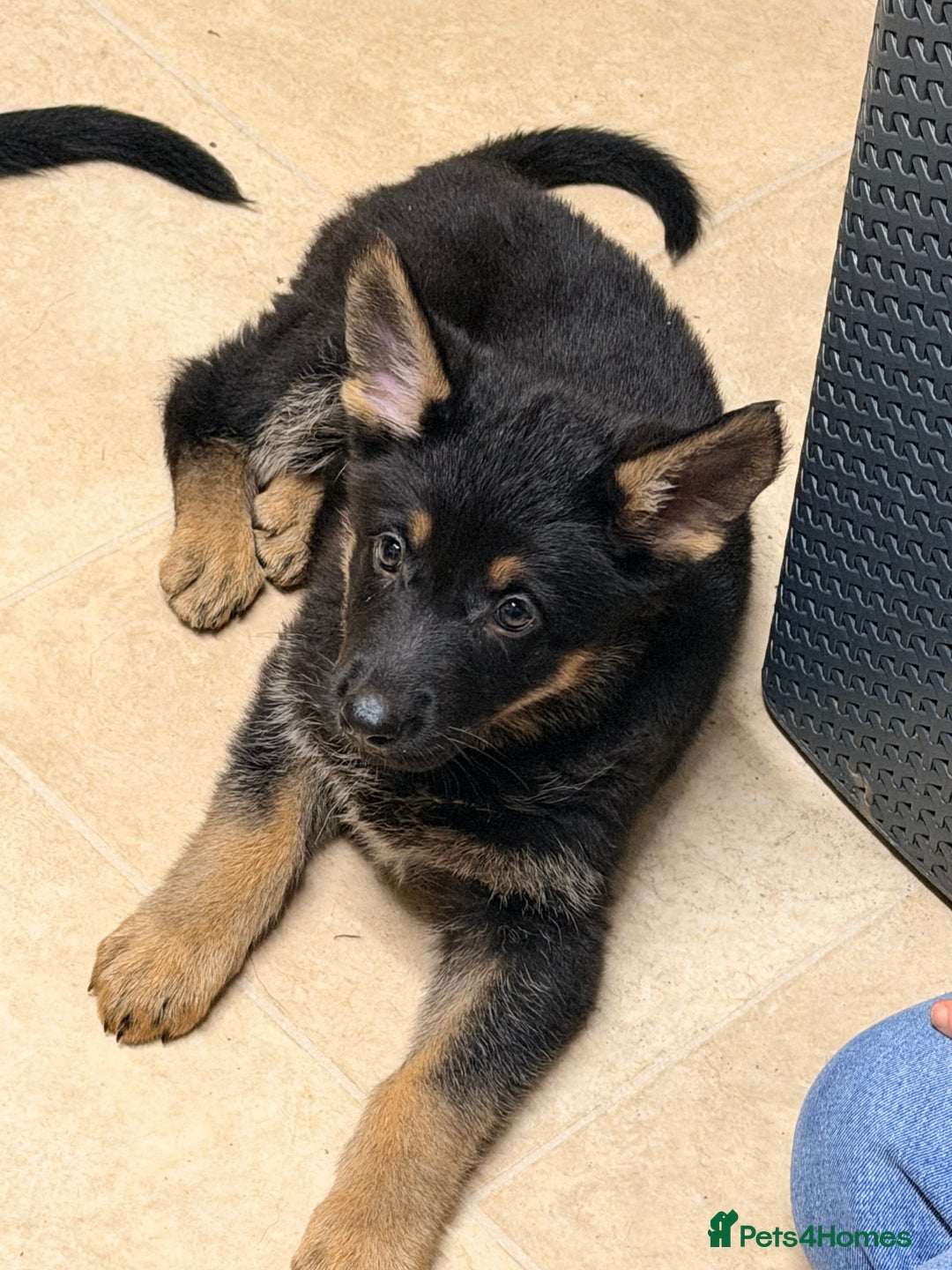 German Shepherd dogs for sale: 2 x female German shepards  - Advert 1