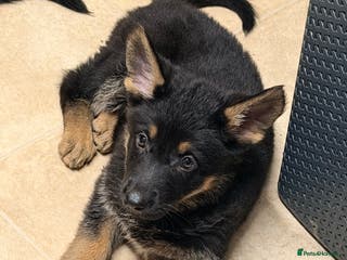 German Shepherd dogs 2 x female German shepards - Advert 4