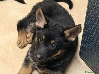 German Shepherd dogs 2 x female German shepards - Advert 5