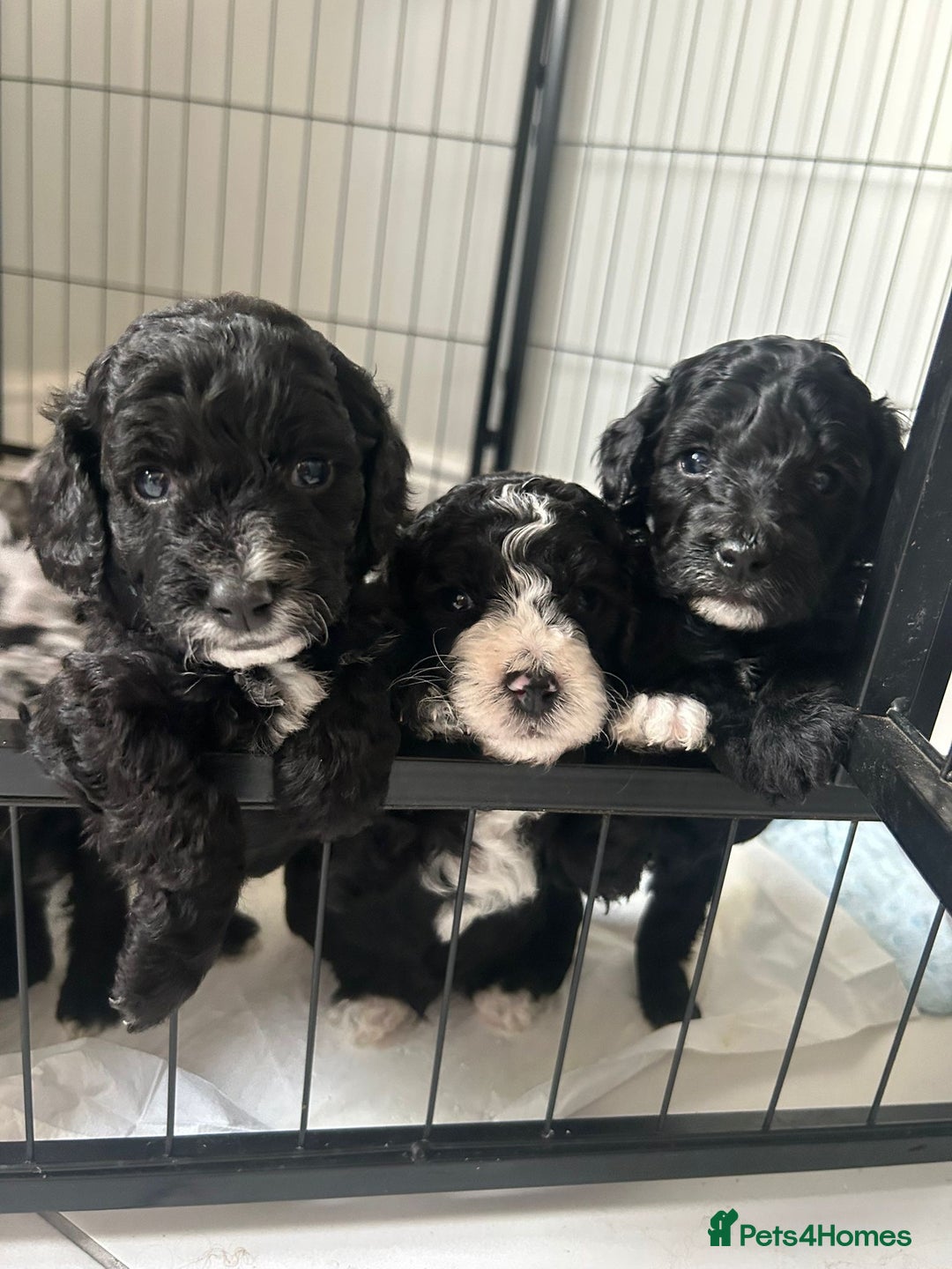 Cockapoo dogs for sale: Cockapoos  - Image 2