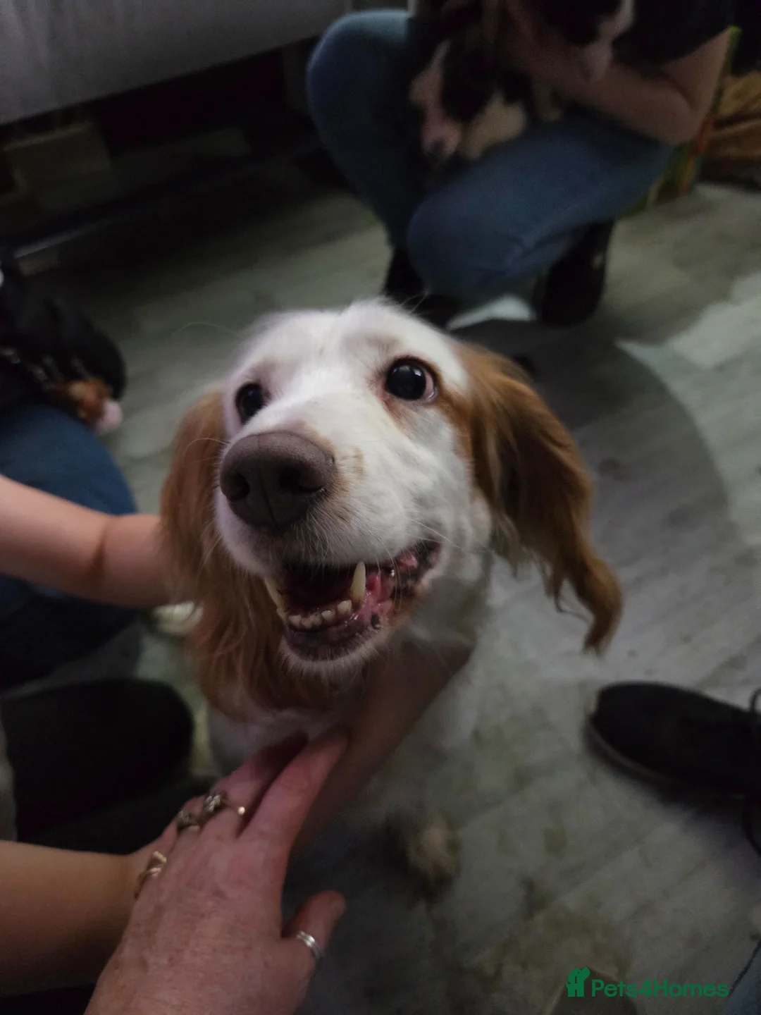 Mixed Breed dogs for sale: Cocker spaniel cross border collie in Sheffield - Advert 1