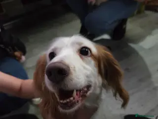 Mixed Breed dogs Cocker spaniel cross border collie - Advert 1