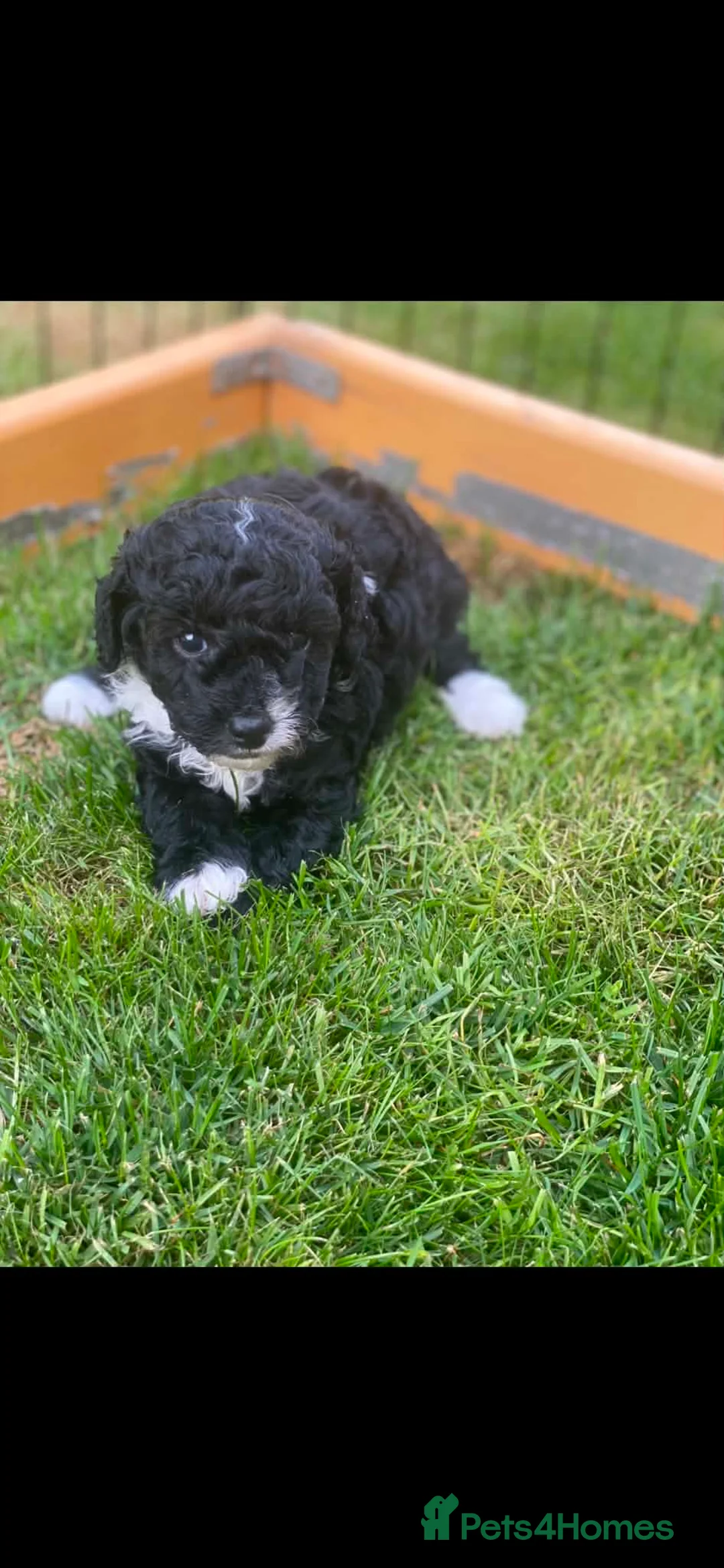 Toy Poodle dogs for sale: Tiny toy boy tuxedo parti kc poodle  in Choppington - Advert 11