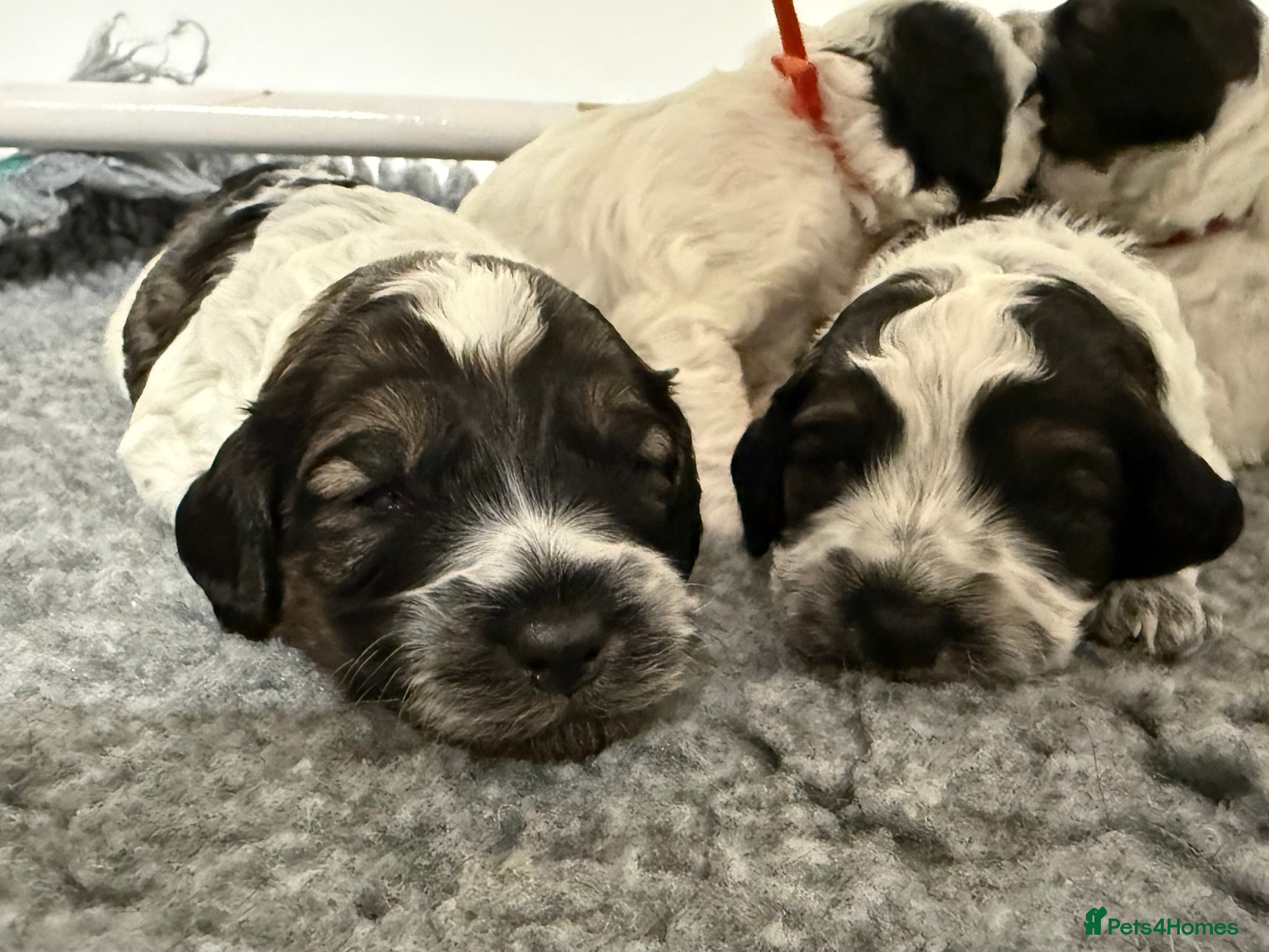 Mixed Breed dogs Miniature Parti Schnockerpoo Puppies  - Advert 10