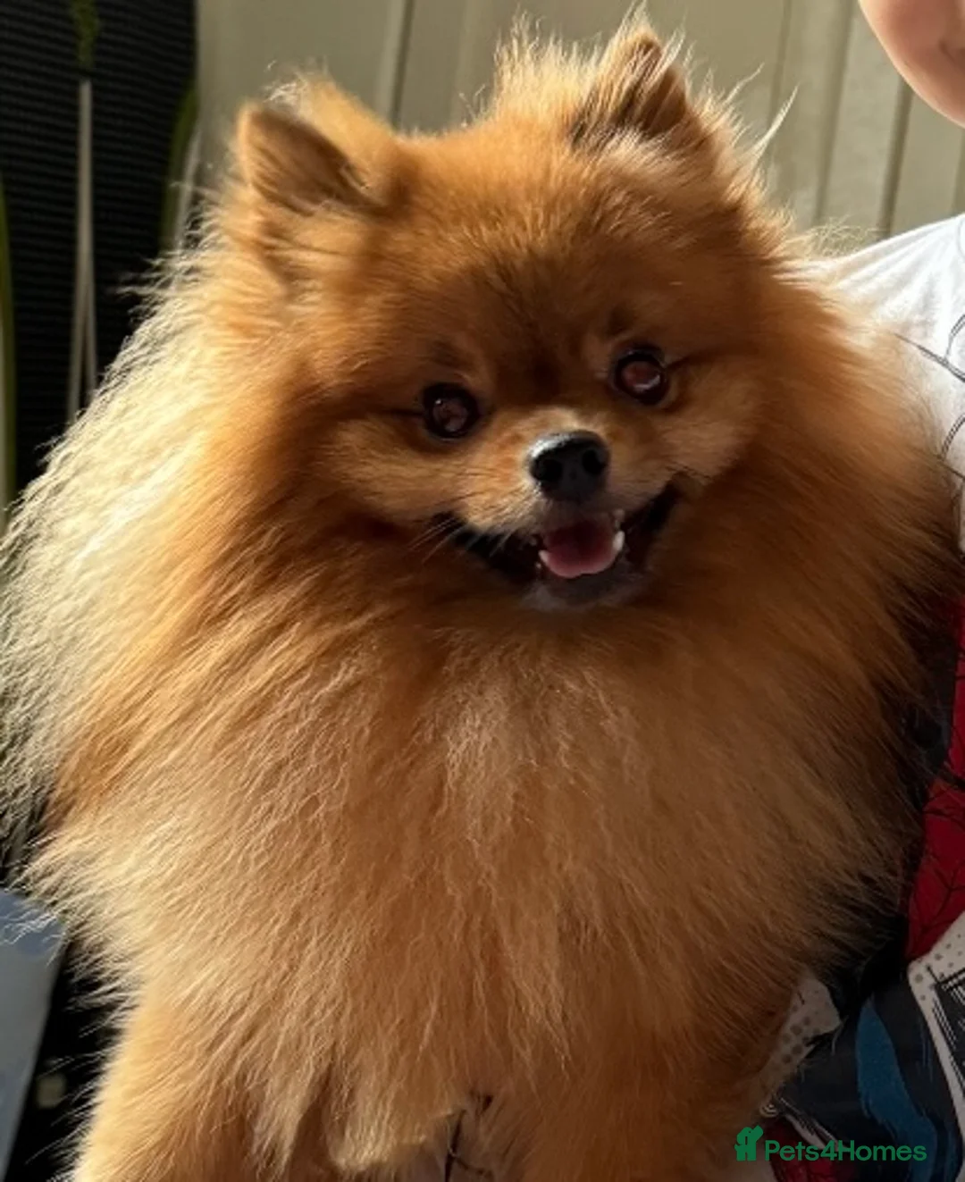 Pomeranian dogs for stud: Orange Sable Pomeranian for Stud in Cheltenham - Advert 3