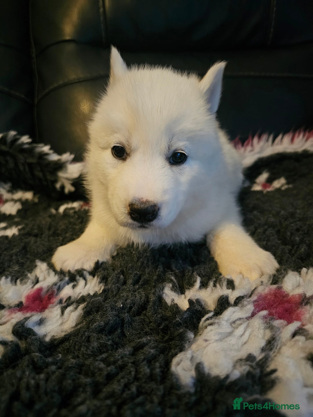 Siberian Husky dogs for sale: 5 beautiful siberian husky fur babies - Advert 10
