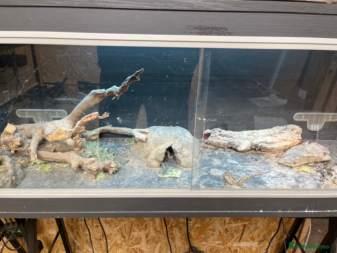 Bearded Dragon reptiles for sale: Rankins Dragons - Advert 2