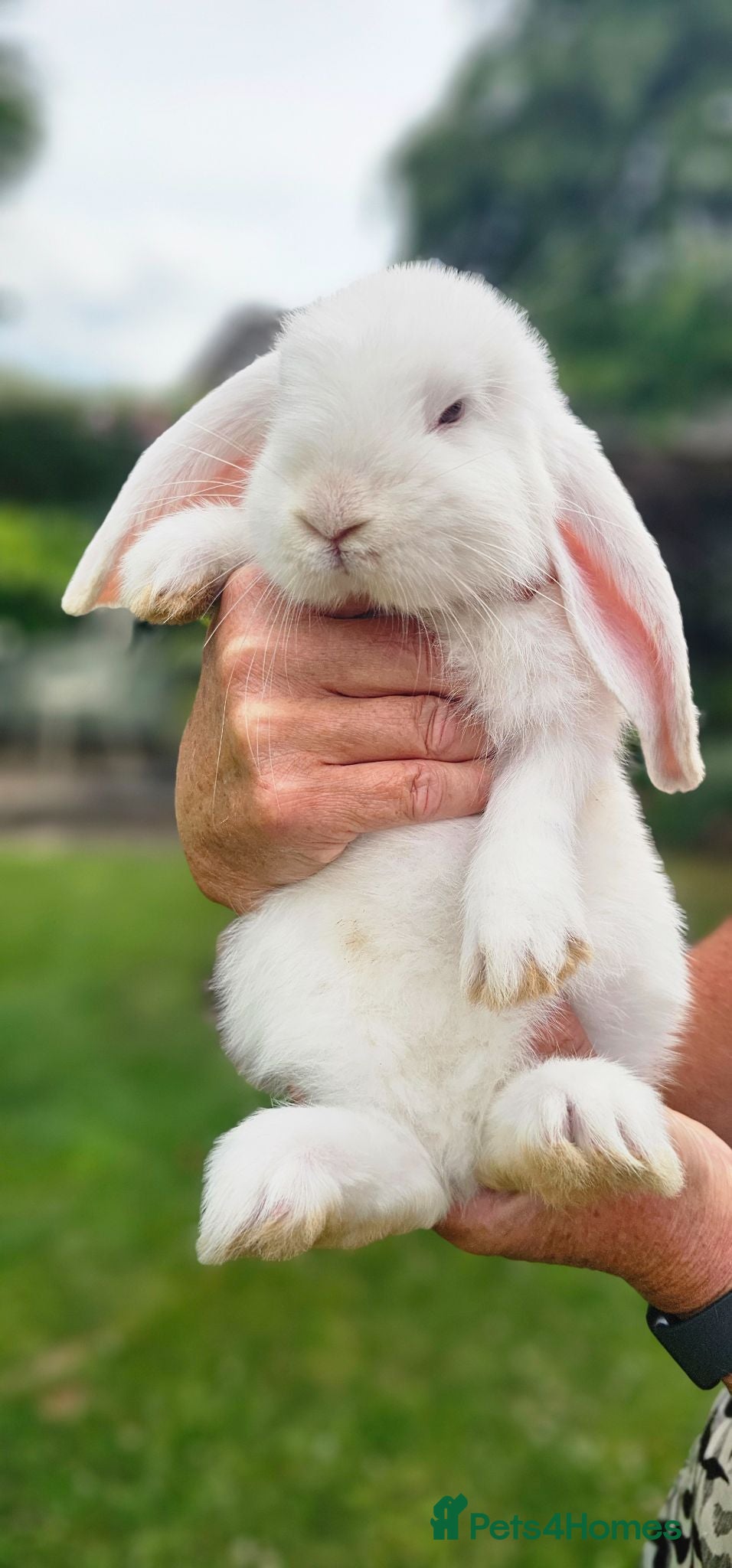 French Lop rabbits Beautiful baby French Lops. 1 doe & 2 bucks - Advert 5