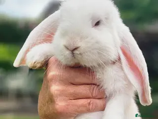 French Lop rabbits Beautiful baby French Lops. 1 doe & 2 bucks - Advert 5