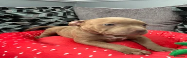 American Bully (green collar)