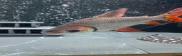 Other/Mixed Breed fish for sale: Flagtail 10 inch Prochilodus Semaprochilodus - Advert 3