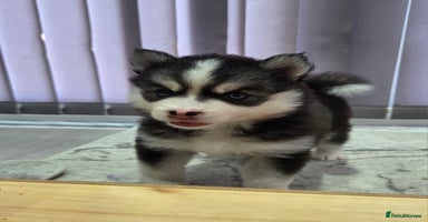 Siberian Husky dogs - Advert 1