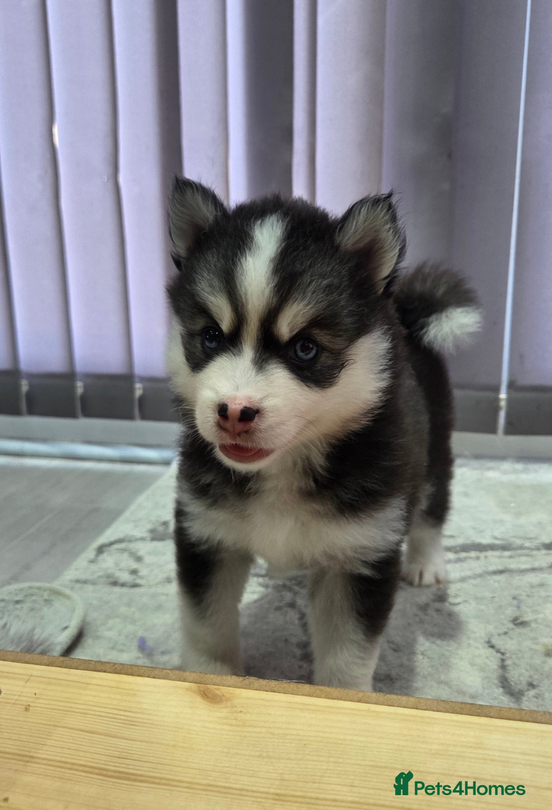 Siberian Husky dogs for sale: Perfect Mini Husky puppies - Image 2