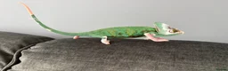 Chameleon reptiles for sale: Male 5 month old Yemen (veiled) chameleon with viv - Advert 6