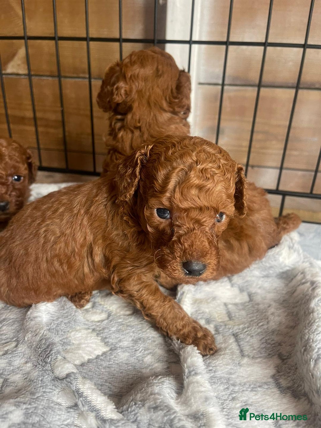 Toy Poodle dogs for stud: STUD TEDDY COCH BAILEY RED FOX ( KC REG 5TH GEN) in Stourbridge - Image 4