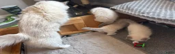 Ragdoll cats for sale: Adorable Gccf registered kittens  in Wakefield - Advert 8