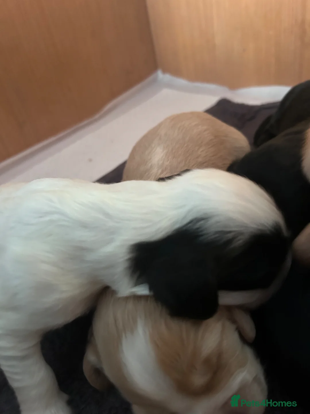 Cockapoo dogs for sale: F1B cockerpoo puppies  - Advert 2