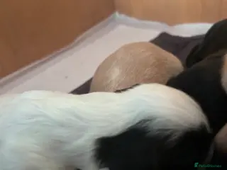 Cockapoo dogs F1B cockerpoo puppies - Advert 11