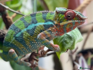 Chameleon reptiles for sale - Advert 1